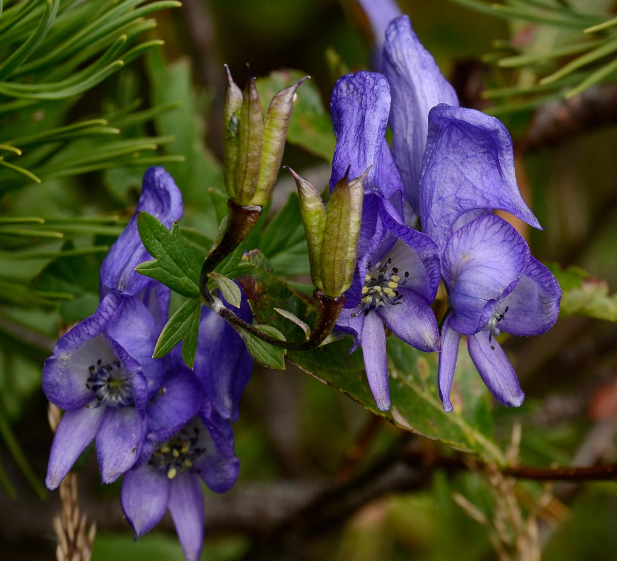Bl&uuml;ten und Fr&uuml;chte